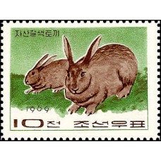 1969. Джасан серый кролик